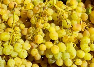 moscatel grapes